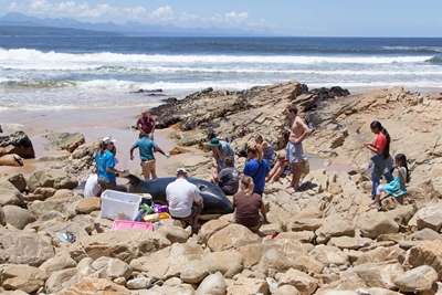 Plett’s killer whale is dead