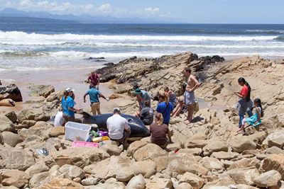 Plett’s killer whale is dead