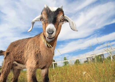 Breeding season for goats