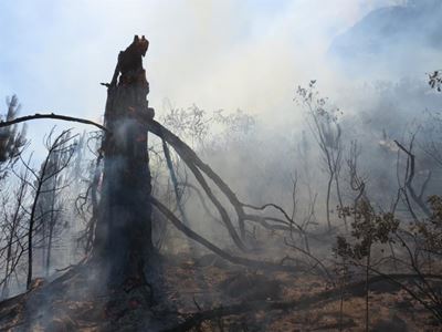 Bergbrand in Schoemanspoort