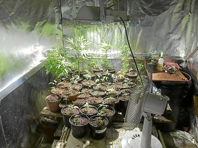 Dagga-saak voorlopig gestaak