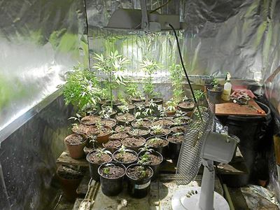 Dagga-saak voorlopig gestaak