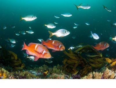 Tsitsikamma fishing: interdict 'not urgent'