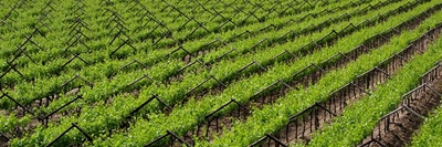 Secrets of a visionary fruit farmer