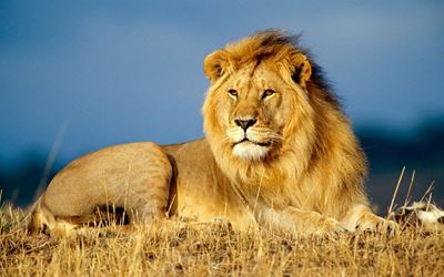 Zim company under fire for lion hunting raffle
