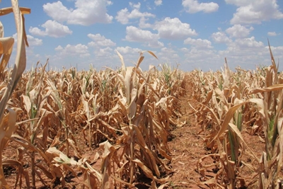 SA maize prices scale new peaks as drought bites