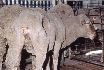 The basics of Johne’s disease