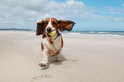 Keep your pets cool this summer