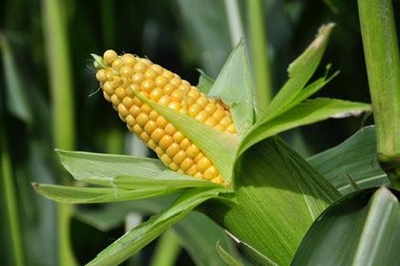 SA to import maize amid drought