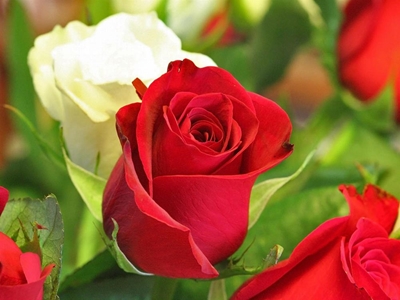 What to do in your garden in January