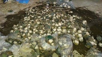 2 arrested for abalone worth R1 million
