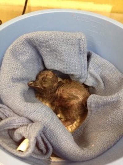 Baby penguin named after David Bowie