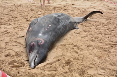 Rare dolphin beaches