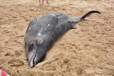 Rare dolphin beaches