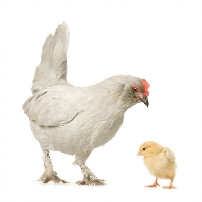 Resistance to Colistin discovered in SA poultry
