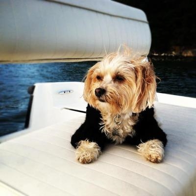 Pets that dress better than you
