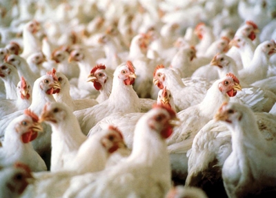 Bird flu outbreak found outside French restriction zone