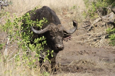 Ranger accidentally shot and killed during encounter with buffalo