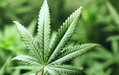 5 in court over R1,7 million dagga plantation