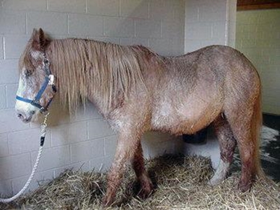 Understanding Cushing’s disease