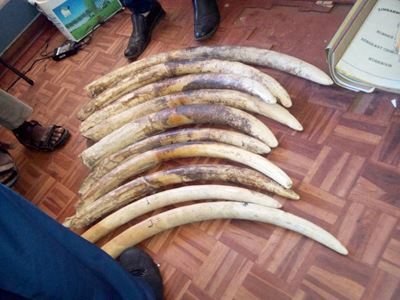 1 poacher killed as Zimbabwean game rangers recover 10 elephant tusks