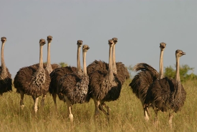 Making the most of the ostrich