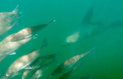 Seal swims with fish in Knysna estuary