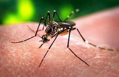 Zika virus: Outbreak 'likely to spread across Americas'
