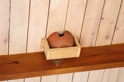 Rescued swallow chick dies