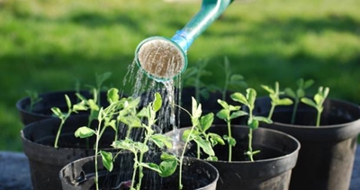 When to water your plants