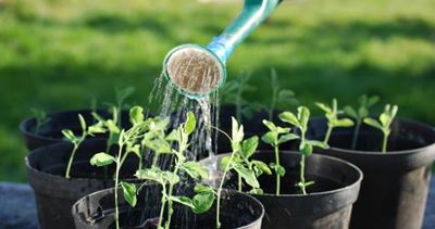 When to water your plants