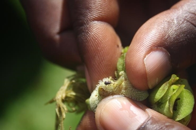 Beetles to tackle harmful weed