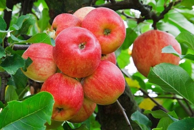 Tough season ahead for apple, pear growers