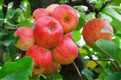 Tough season ahead for apple, pear growers