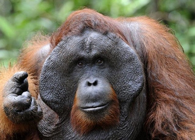 SPCA expected to lay charges against Boswell over "lonely Orangutan"
