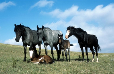 Horse movement restrictions come into effect