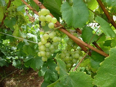 Western Cape wine farmers take a huge knock