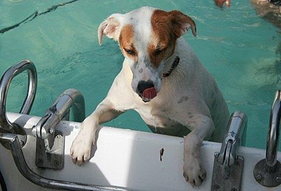 Beuda the island dog