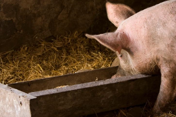 Is It Illegal to Feed Pigs Kitchen Scraps? Essential Facts Revealed