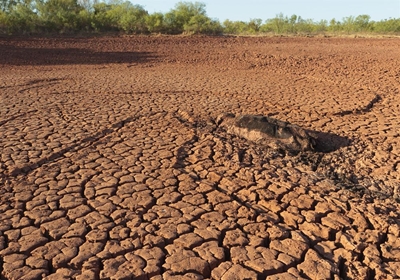 Bestuur van veld na ‘n droogte