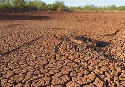 Bestuur van veld na ‘n droogte