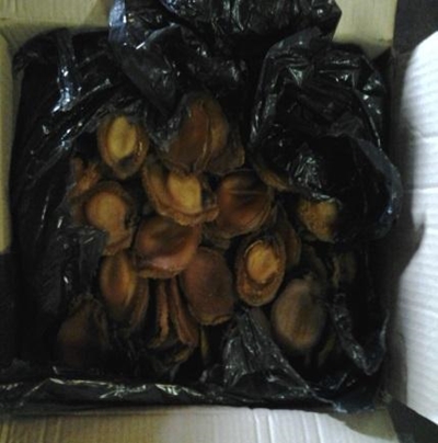 SARS customs officials make drug and abalone busts worth R10 million