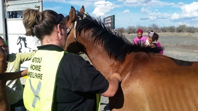 Local volunteers save starving horses