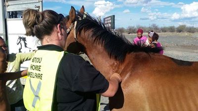 Local volunteers save starving horses
