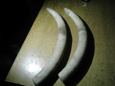 Suspected poacher de-horns and decapitates elephant
