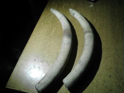 Suspected poacher de-horns and decapitates elephant