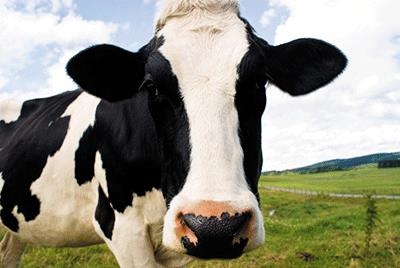 Beef production threatened by deepening drought