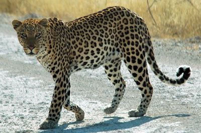 Leopard injures 6 in Bangalore school