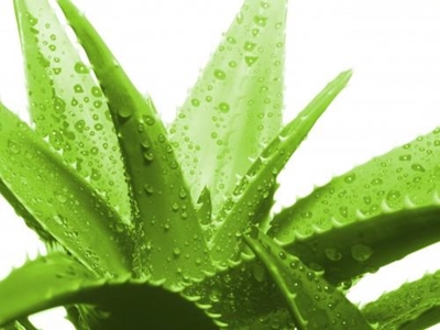 Amazing aloe for horses