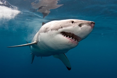 Unprovoked shark attacks reach record highs